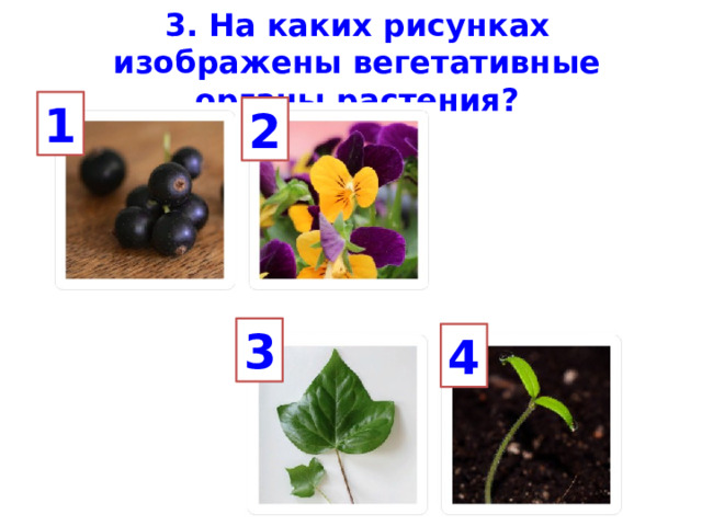 1 3. На каких рисунках изображены вегетативные органы растения?      2 3 4 