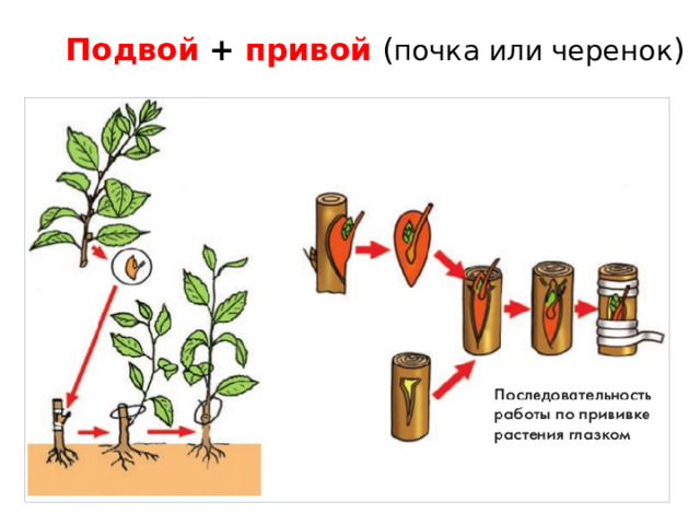  Подвой  +  привой ( почка или черенок ) 