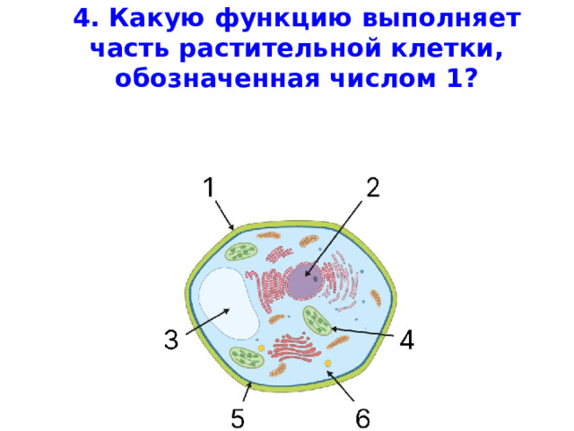 4. Какую функцию выполняет часть растительной клетки, обозначенная числом 1?         