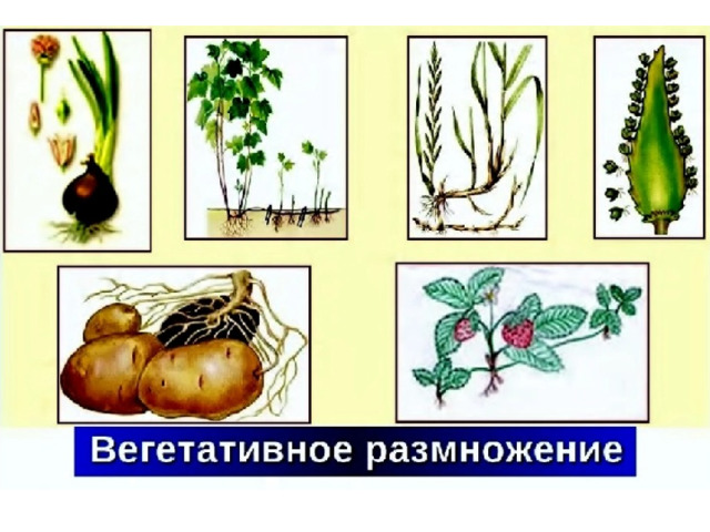 Урок биологии - 6 класс 
