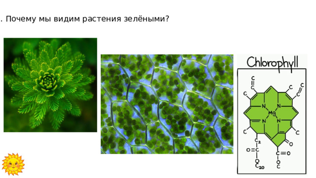 2. Почему мы видим растения зелёными? 