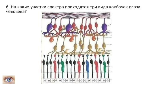 6. На какие участки спектра приходятся три вида колбочек глаза человека? 